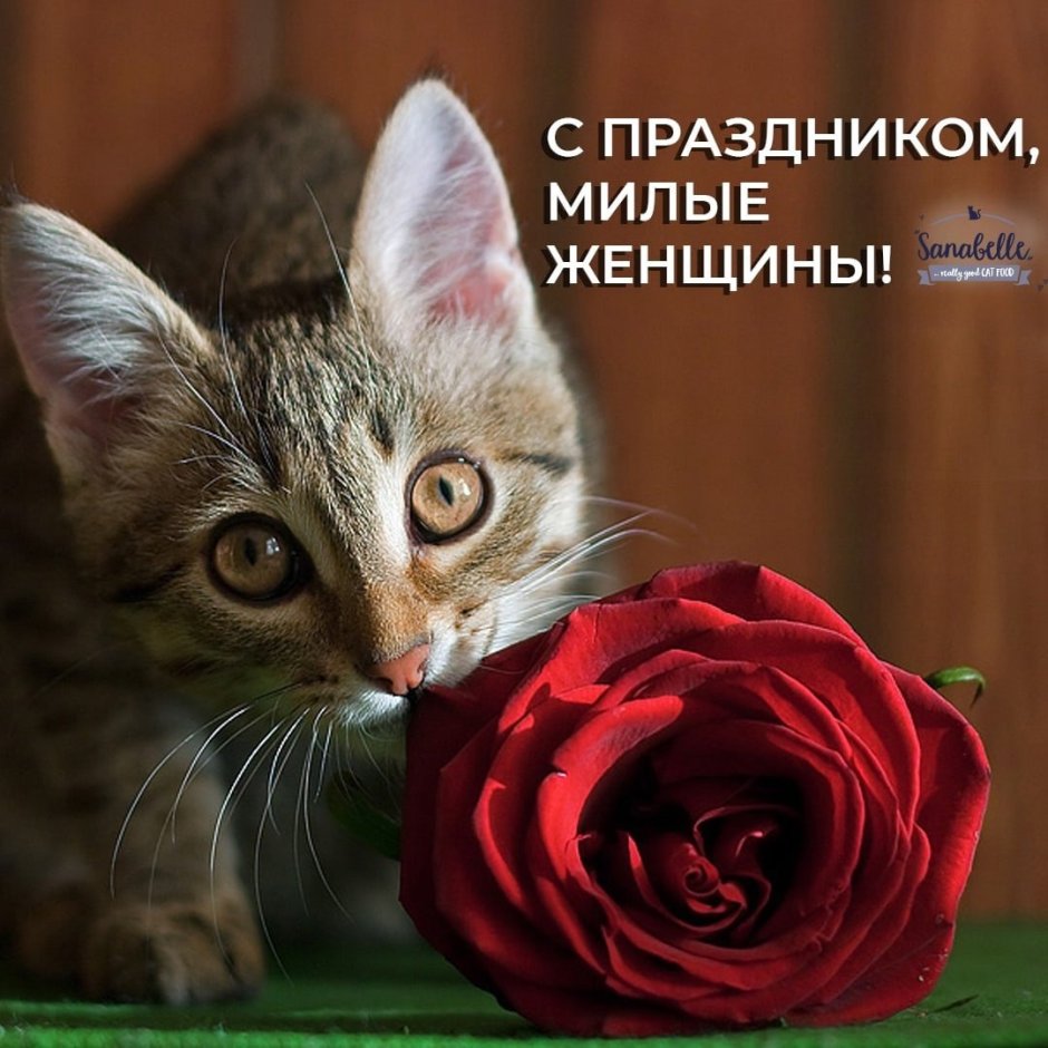 Котик с розой