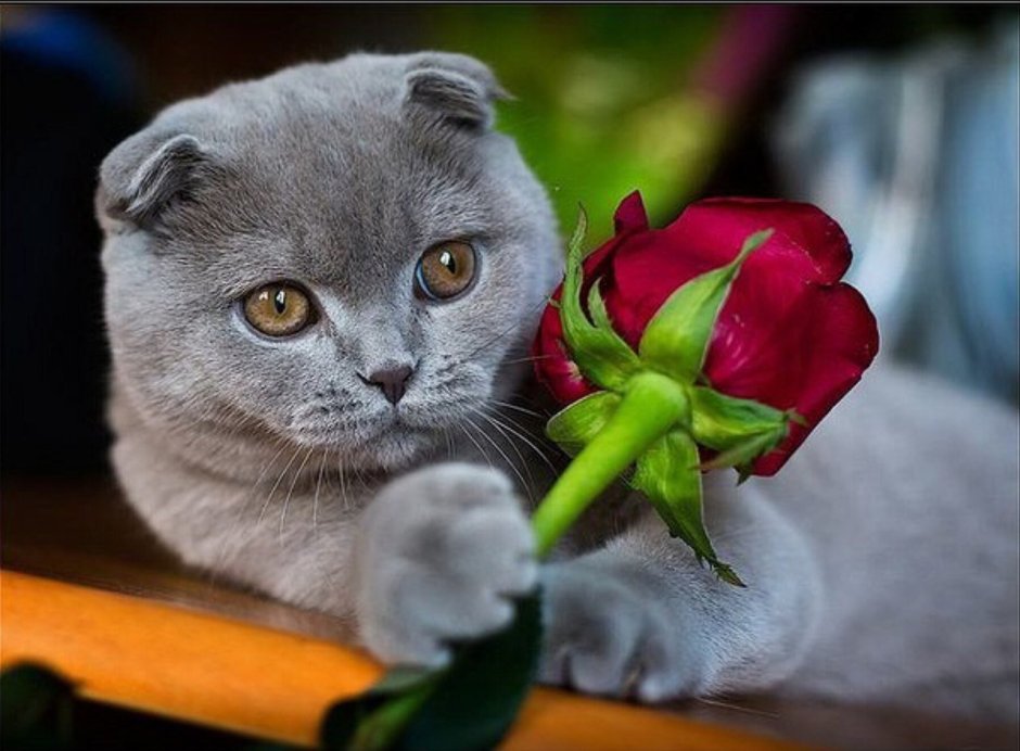 Шотландская вислоухая с цветком