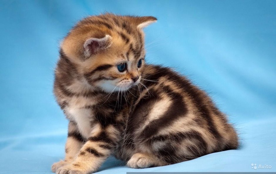 Скоттиш фолд Браун табби