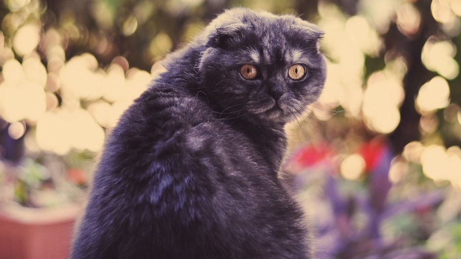 Скоттиш фолд