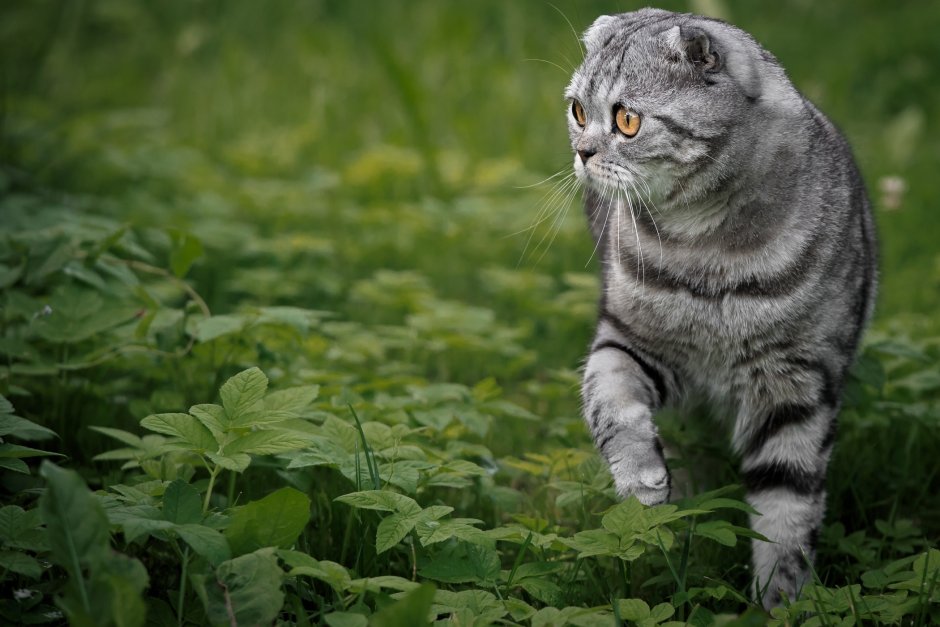 Шотландский вислоухий кот полосатый