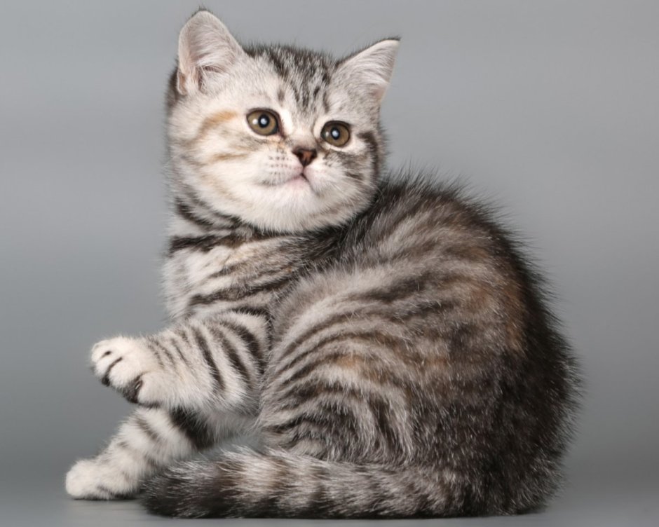 Шотландская короткошерстная страйт