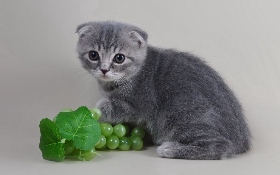 Шотландская вислоухая кошка серая