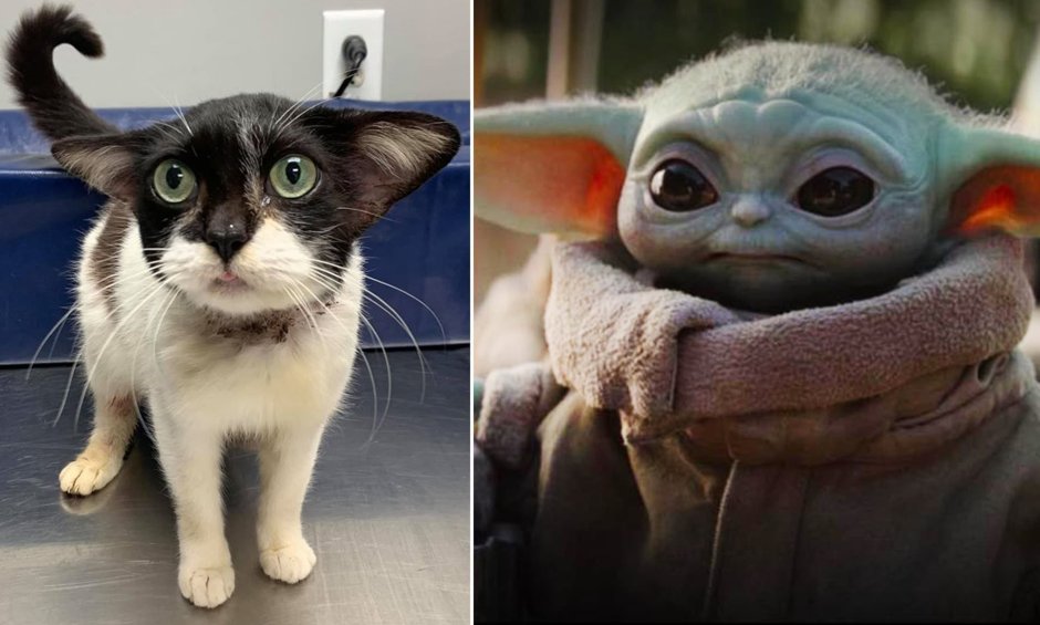 Cat with no Ears