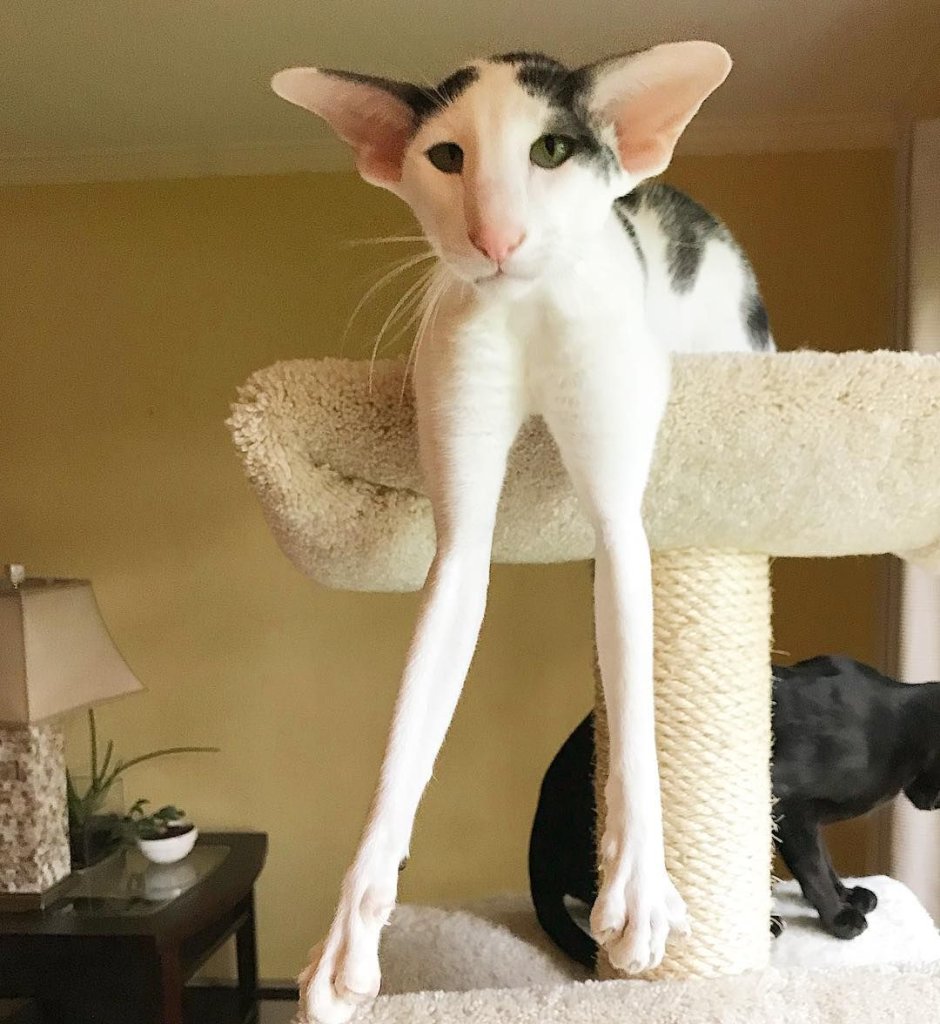 Hobbikats порода