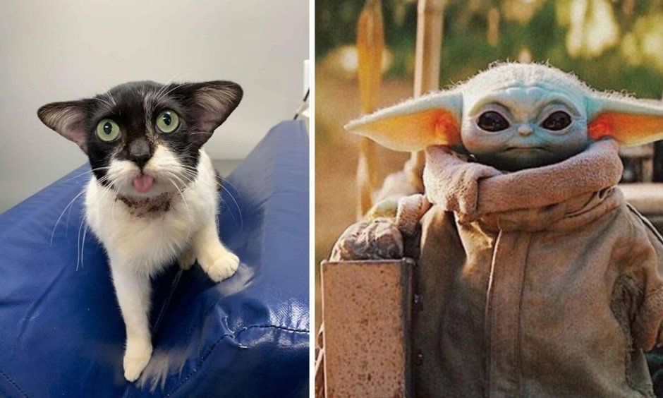 Коты Добби