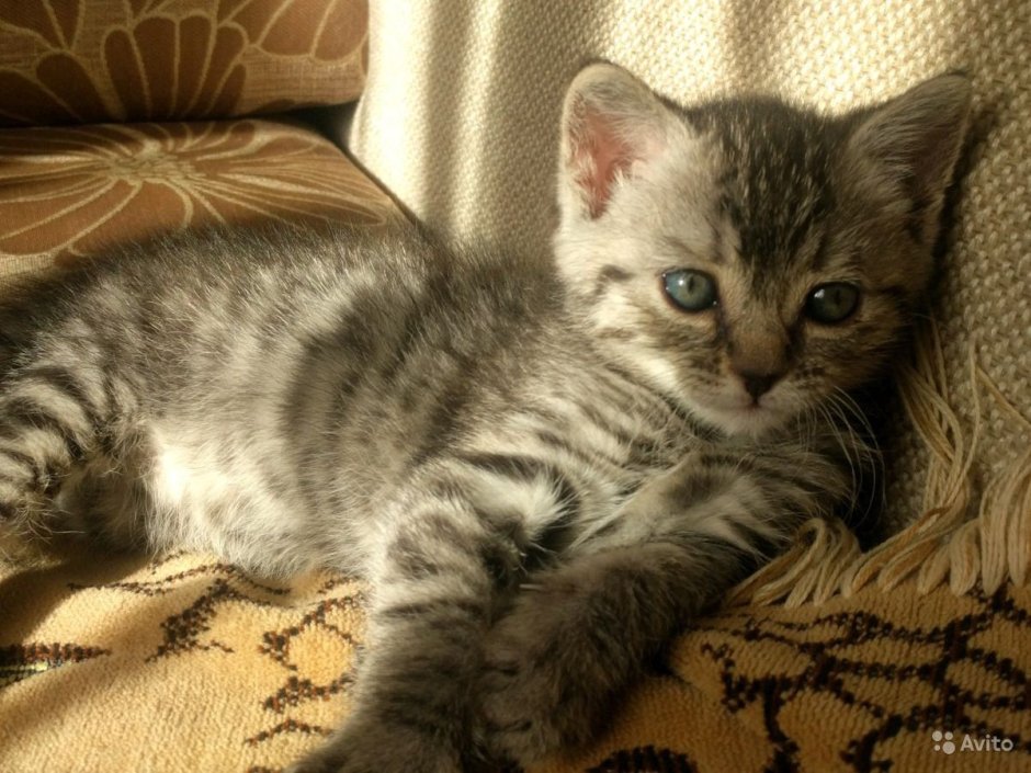 Котята британские 7 дней