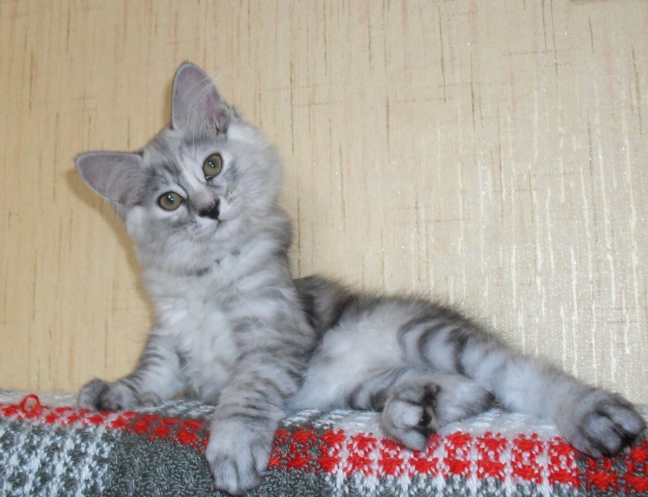 Метис Курильский бобтейл с британцем