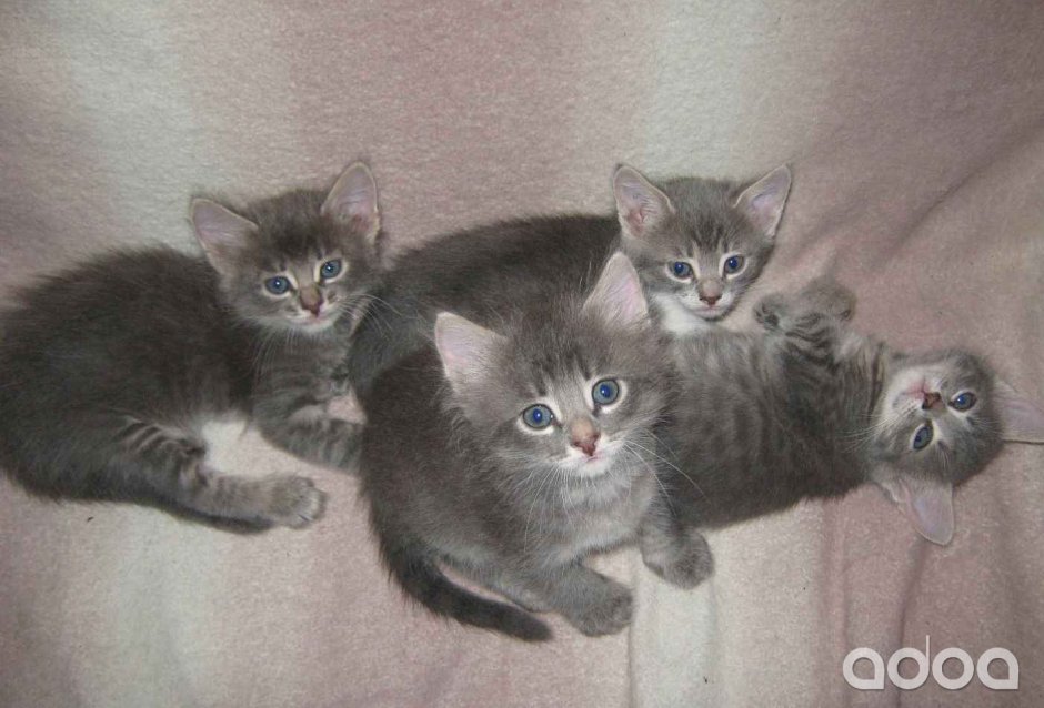 Смесь британца и сибирской кошки