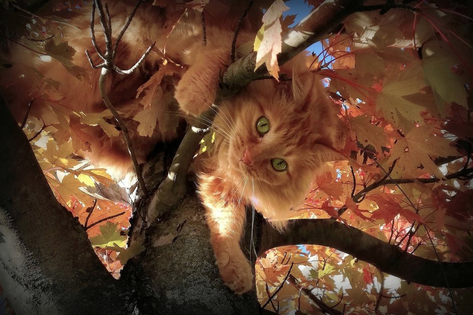 Кот на дереве