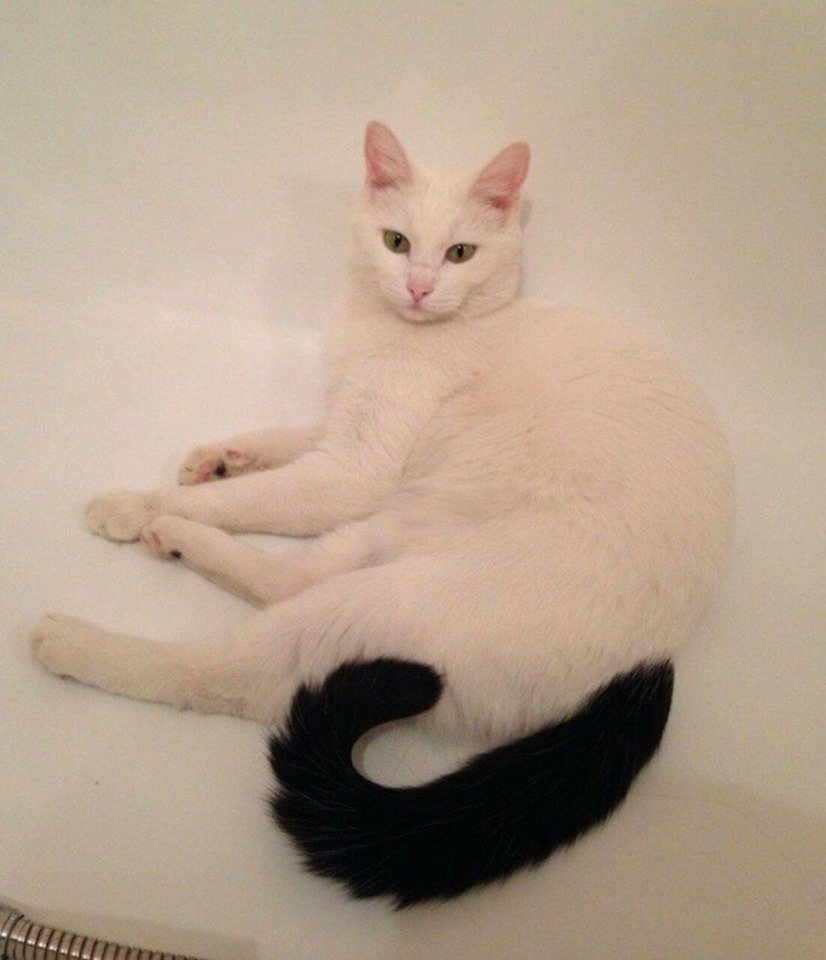 Белый котенок с черным хвостом