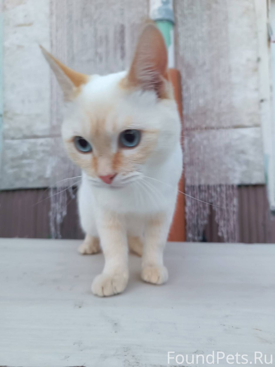 Белая кошка с черными пятнами