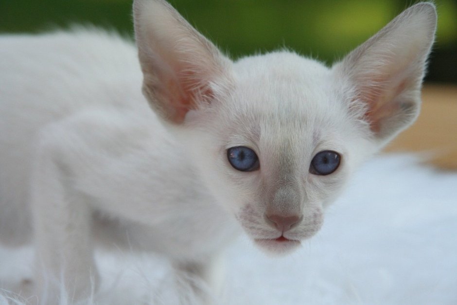 Сиамский кот альбинос