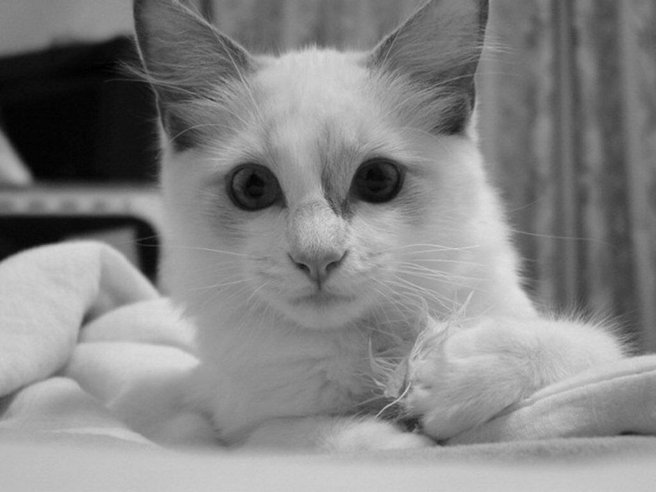 Картинки котиков