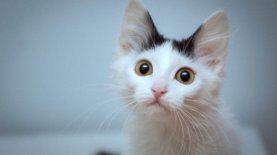 Белый котенок с черными пятнами