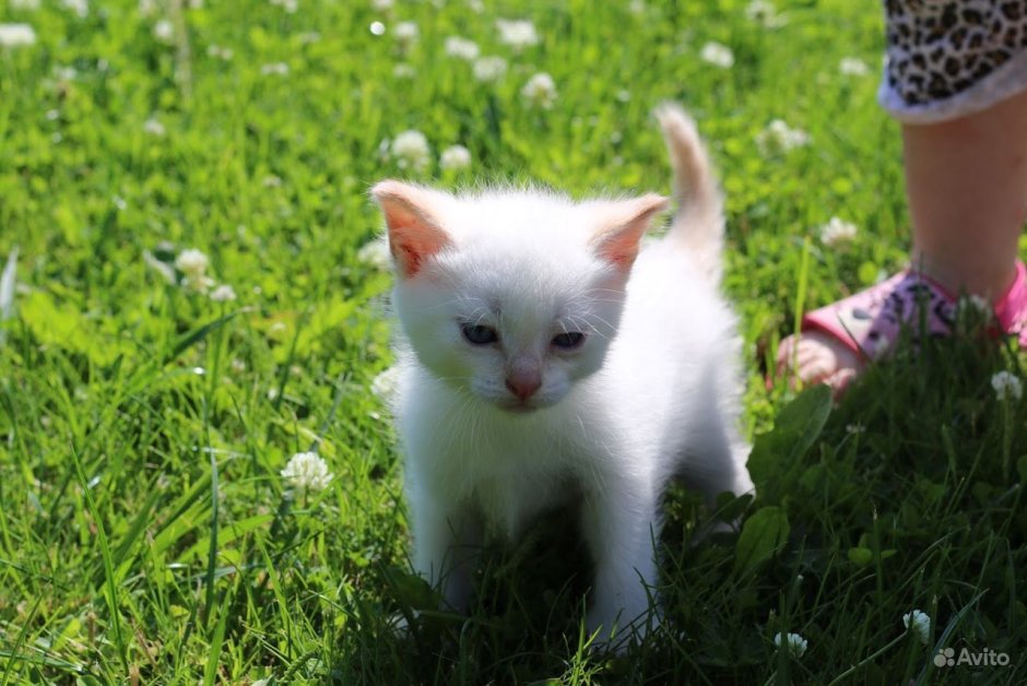 Белый котенок с черным ухом