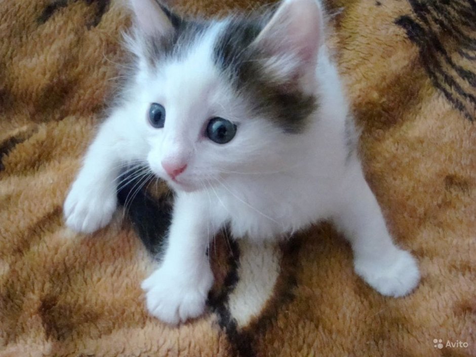 Белый кот с серыми пятнами