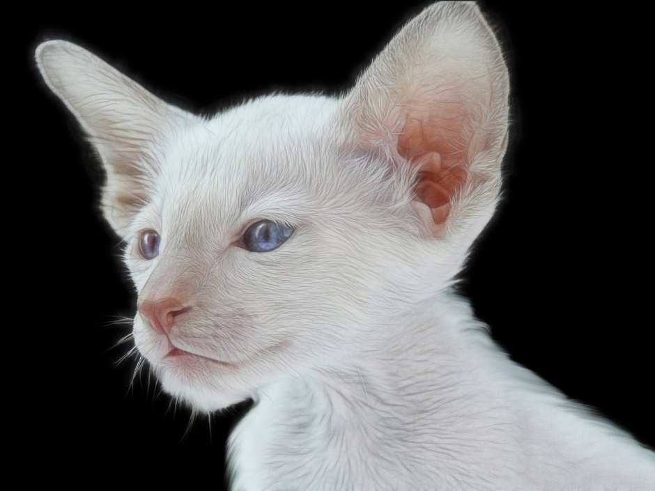 Као мани кошка