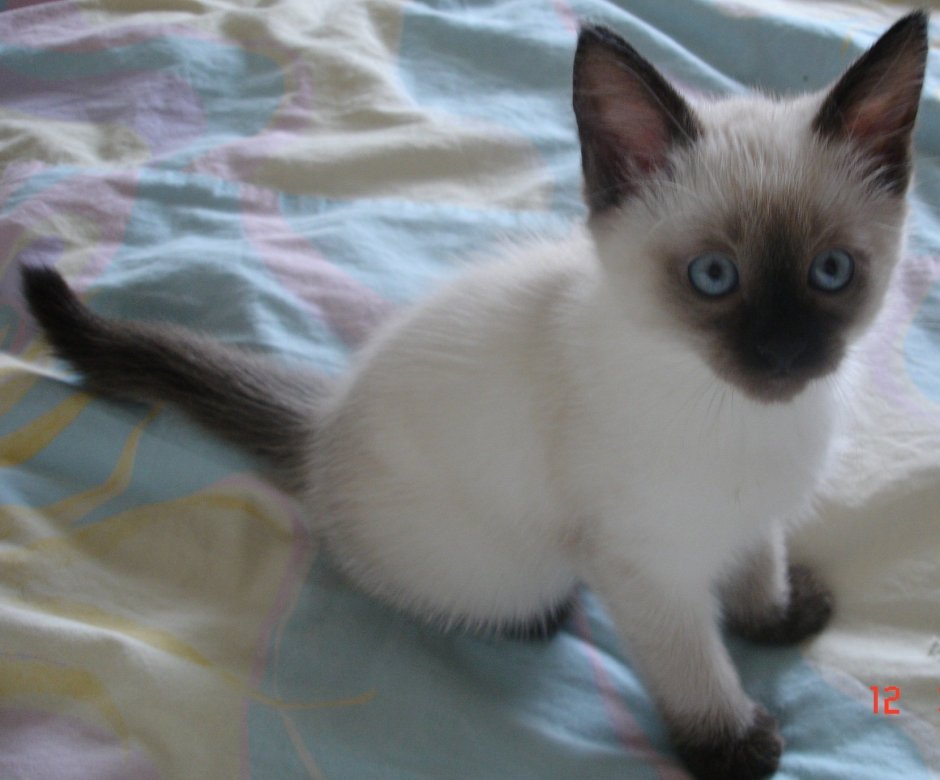 Черный кот с белыми ушками