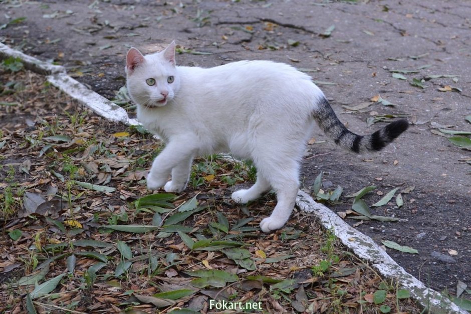 Кот с полосатым хвостом