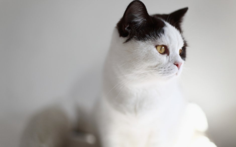 Белая кошка с черными ушами