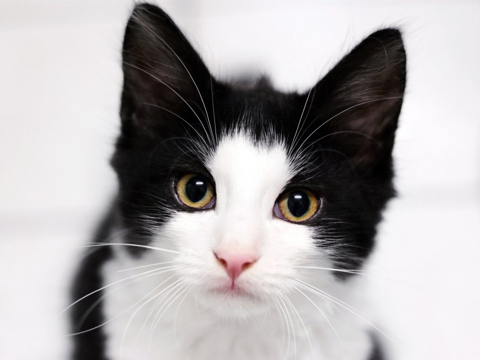 Кошка Black and White