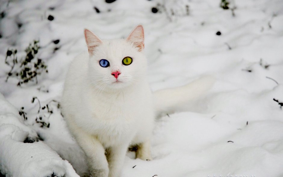 Кот снежок