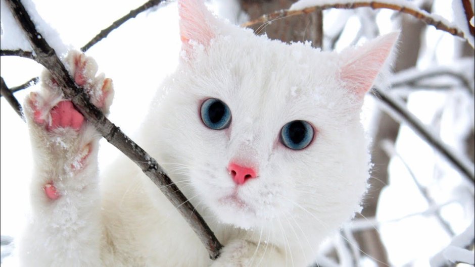 Белый кот