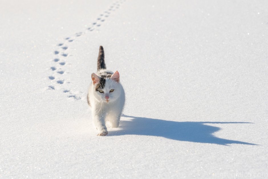 Коты зимой на рабочий стол