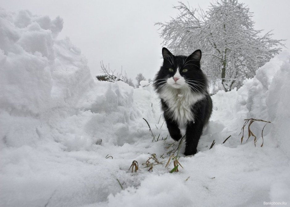 Деревенский кот зимой