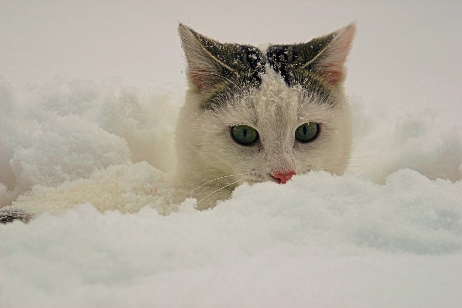 Котенок в снегу