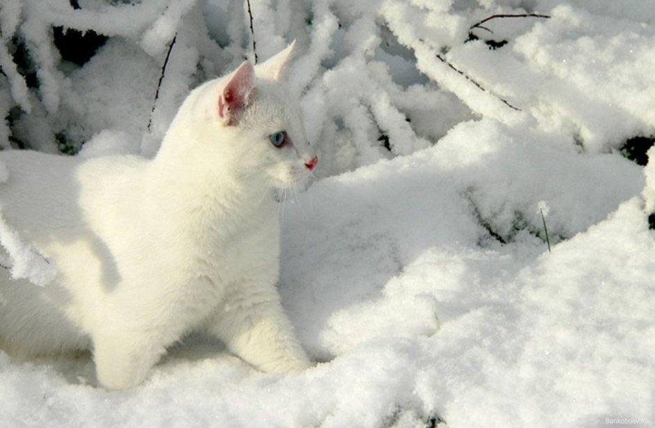 Снежный кот