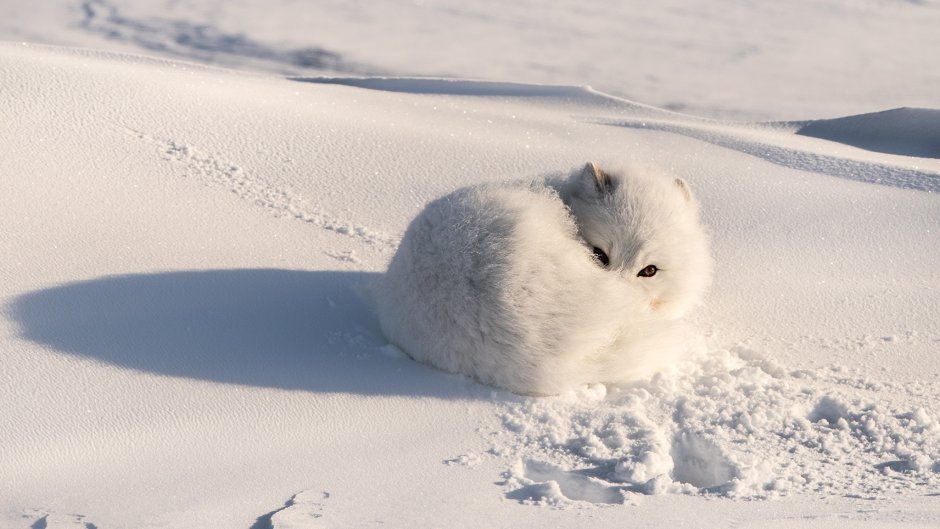 Белый кот на снегу