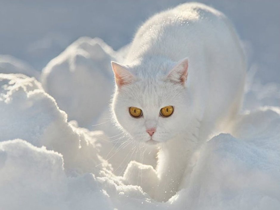 Белый кот на снегу