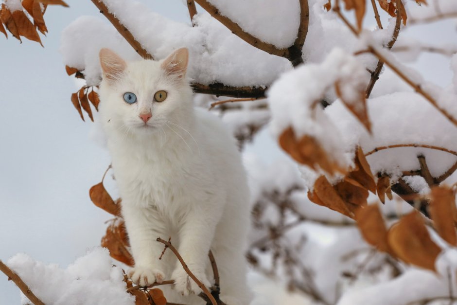 Белая кошка и зима