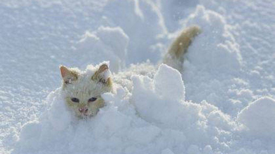 Белый кот на снегу