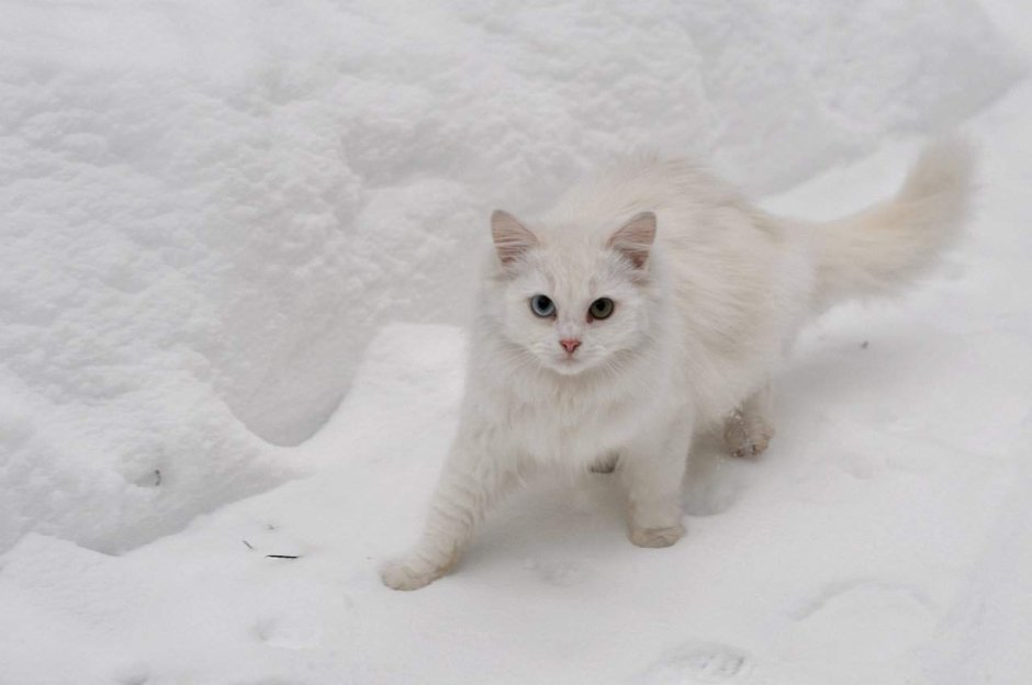 Белый кот на снегу
