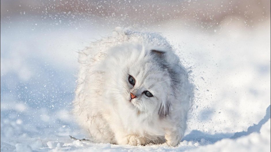 Кот зимой