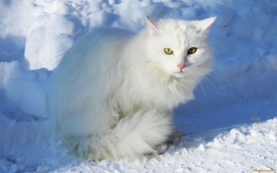 Сибирская кошка белая