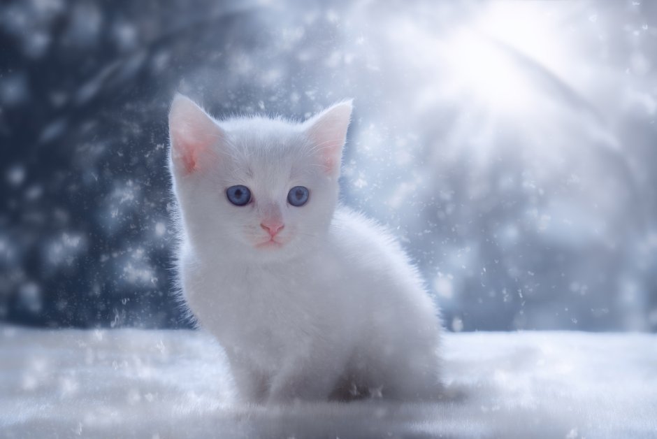 Аляскинский снежный кот