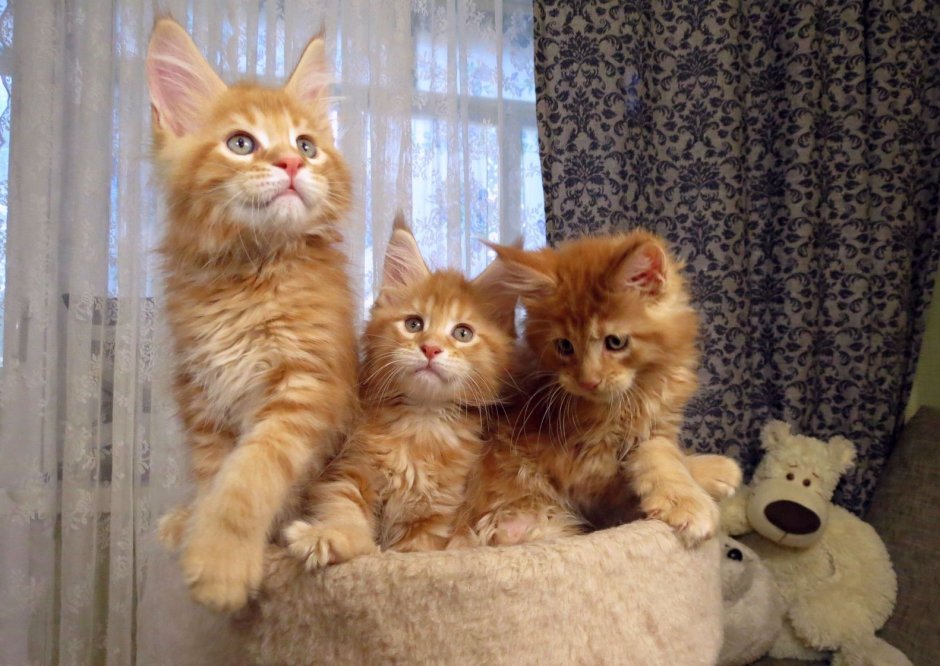Мейн кун рыжий котенок