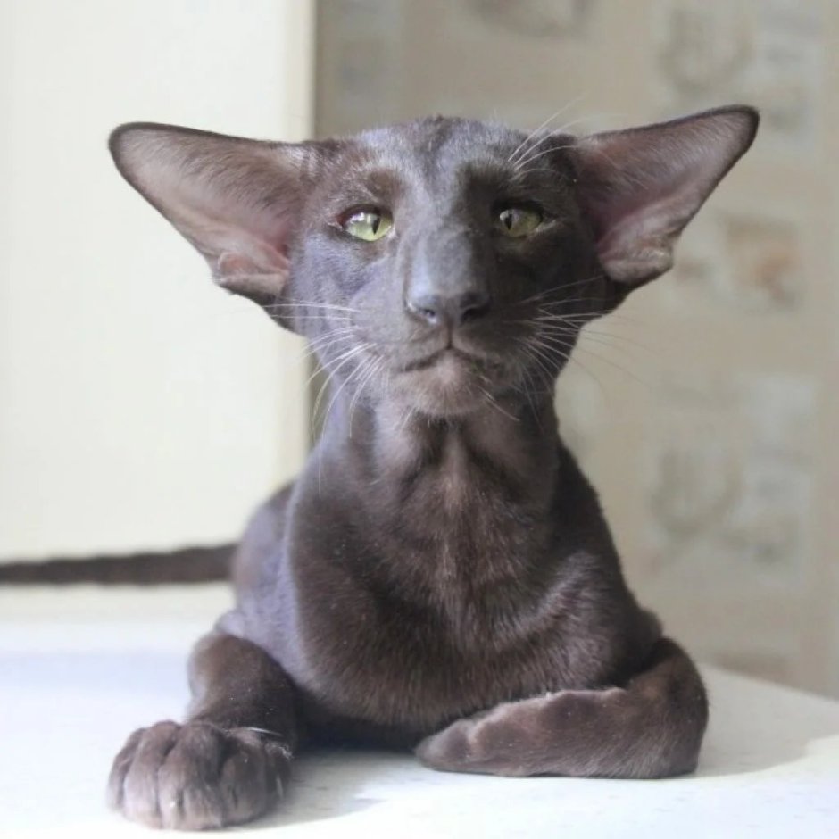 Кошка с самыми большими ушами
