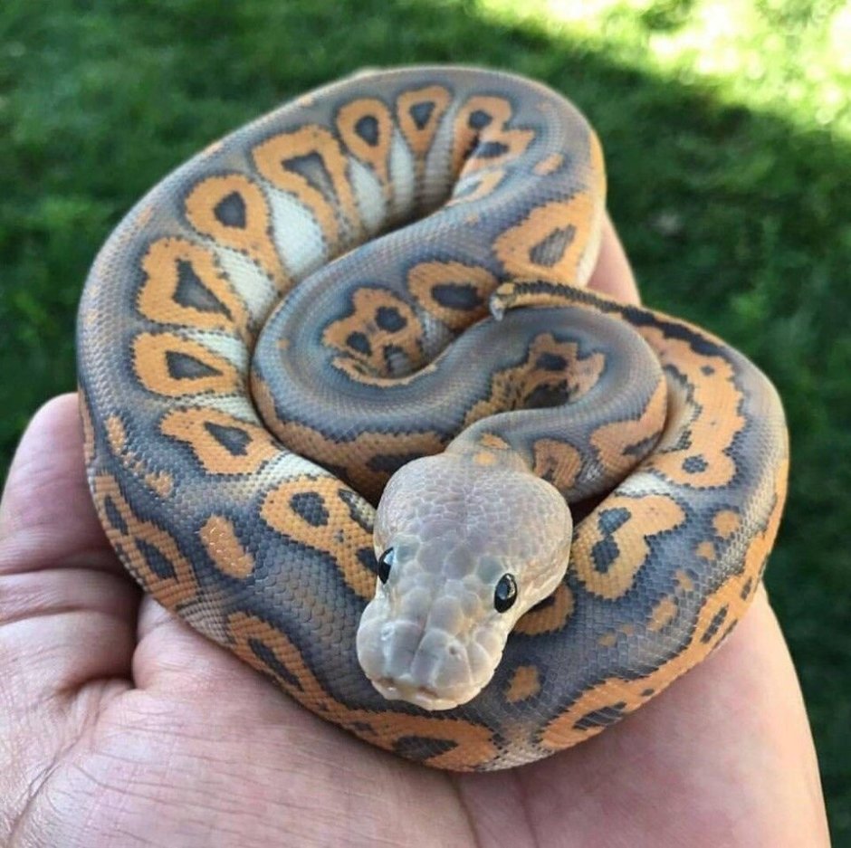 Змея Королевский питон