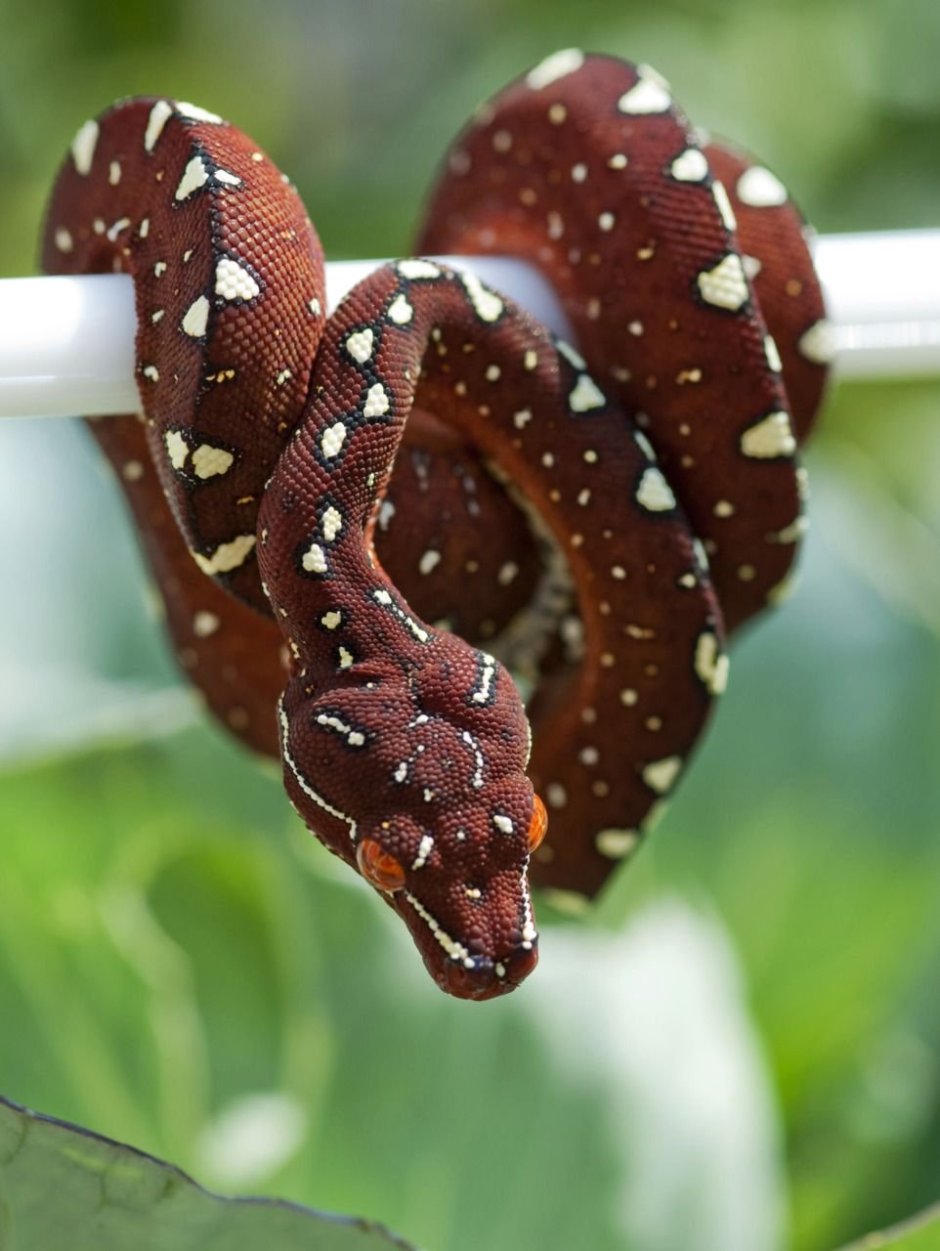 Древесный питон красный