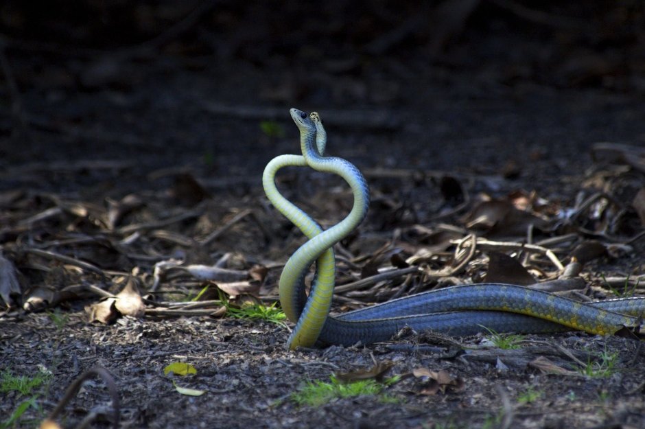 Змея и сердце