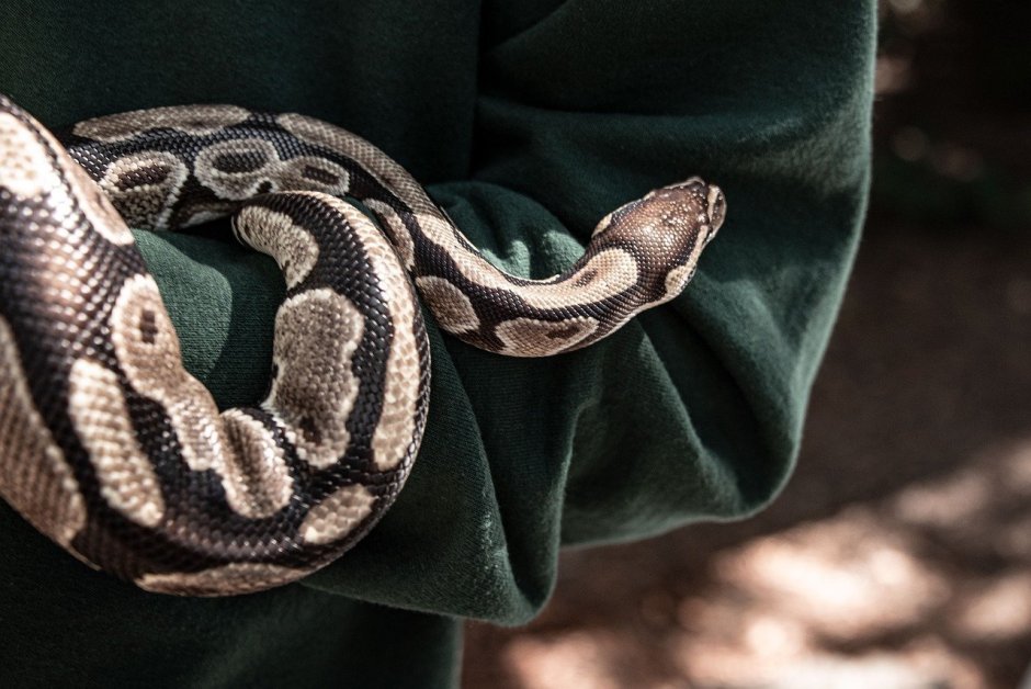 Королевский питон