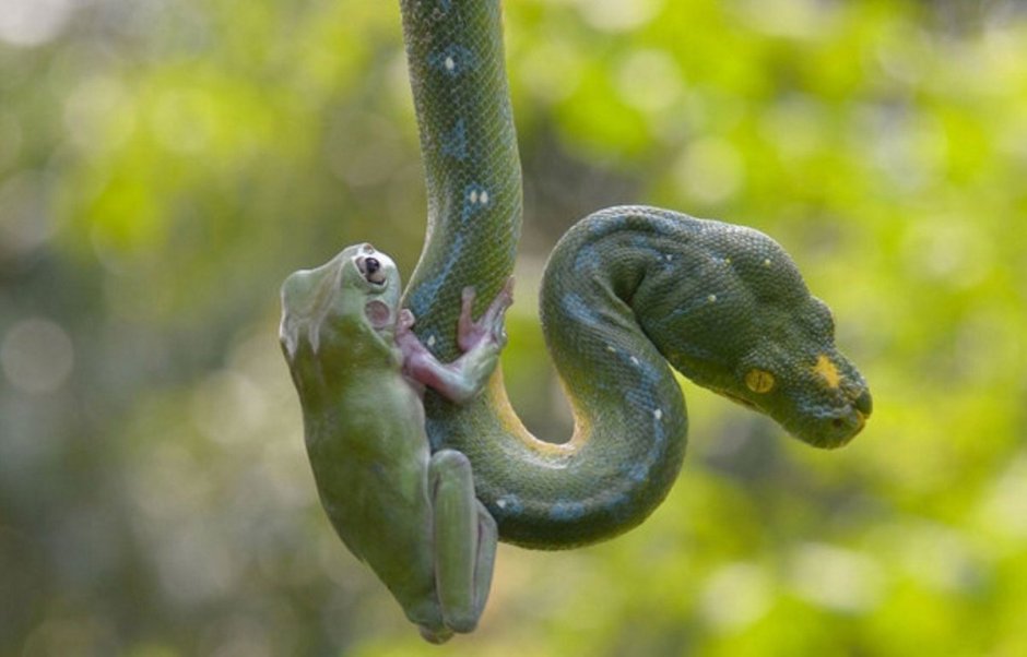 Жаба и гадюка