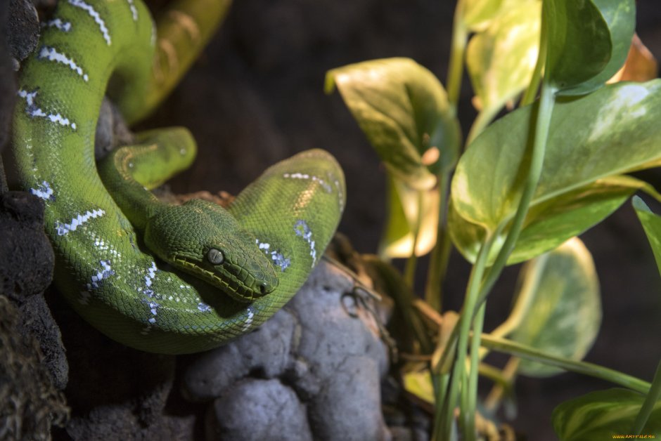 Красивые домашние змеи