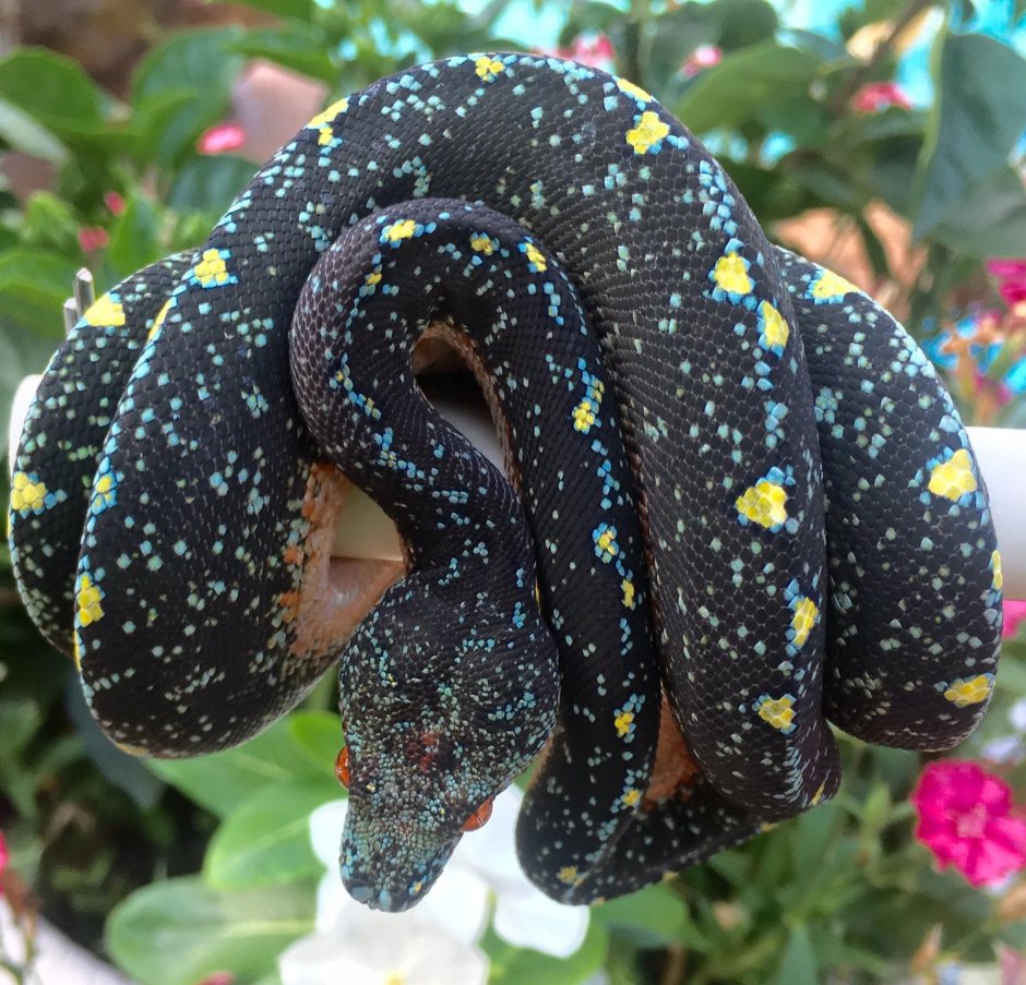 Белогубый питон морфы