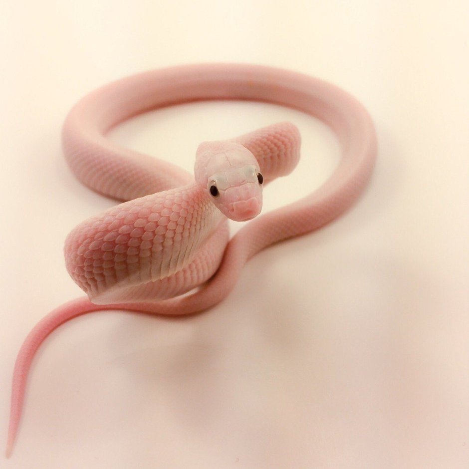 Маленькая розовая змея